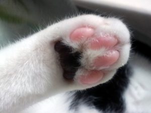 猫の肉球の役割と色の違い!熱い・冷たい理由と肉球の病気について
