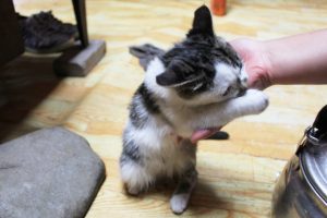 猫が噛む7つの理由としつけ方~噛まれて腫れた時の対処法