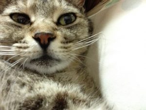猫ノミの症状・駆除方法・予防方法と人間への影響について
