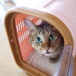猫のワクチン接種は必要?費用や頻度、副作用について