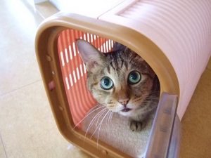 猫のワクチン接種は必要？費用や頻度、副作用について
