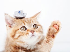飼いやすい猫の種類６選