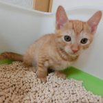 猫の膀胱炎の症状や原因、予防方法や治療費などについて