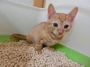 猫の膀胱炎の症状や原因、予防方法や治療費などについて