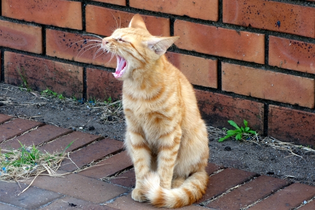 猫のあくびの６つの意味！臭い時は病気の可能性も！