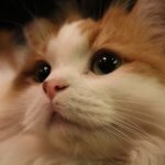 猫の涙やけと目やにの原因と治療法について