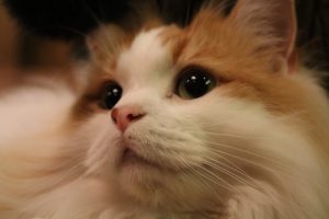 猫の涙やけと目やにの原因と治療法について