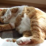 猫のダイエットを成功させる方法!秘訣は餌と運動にあり?