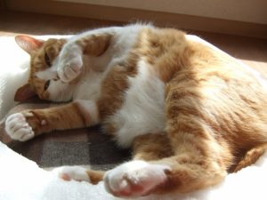 猫のダイエットを成功させる方法！秘訣は餌と運動にあり？