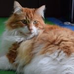 猫のメインクーンの特徴・性格・値段、かかりやすい病気や寿命は？