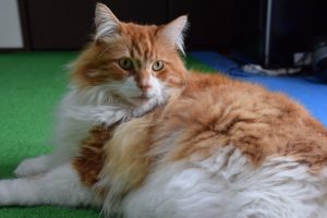 猫のメインクーンの特徴・性格・値段、かかりやすい病気や寿命は?