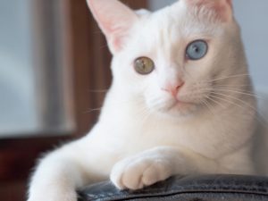 猫がオッドアイになる理由と確率、飼う時の注意点