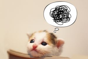 猫の寄生虫の駆除・種類・感染経路について!人にうつる可能性は?