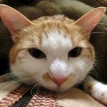 猫が一緒に寝る理由と問題点!病気になる事もある?