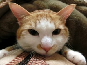 猫が一緒に寝る理由と問題点!病気になる事もある?