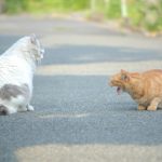 猫の喧嘩の理由とじゃれ合いとの違い！止めないと死ぬ事もある？