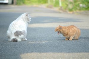 猫の喧嘩の理由とじゃれ合いとの違い！止めないと死ぬ事もある？