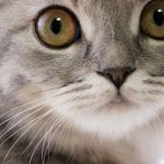 猫のひげの役割と抜ける原因!お守りにする理由や保管方法について