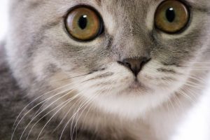 猫のひげの役割と抜ける原因!お守りにする理由や保管方法について