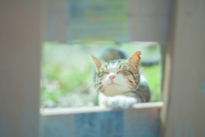 猫に散歩は必要？方法やハーネスやリードについて