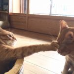 猫がよだれを垂らす７つの原因！対処が必要な場合とは？