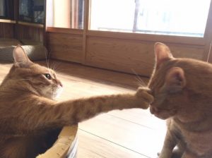 猫がよだれを垂らす７つの原因！対処が必要な場合とは？