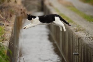 猫のジャンプ力の秘密！何故そんなに高く飛べるの？