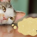 猫もおならをする？臭くて回数が多いと病気の可能性も！