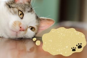 猫もおならをする?臭くて回数が多いと病気の可能性も!
