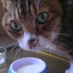猫に牛乳がダメな理由と与える時の注意点!