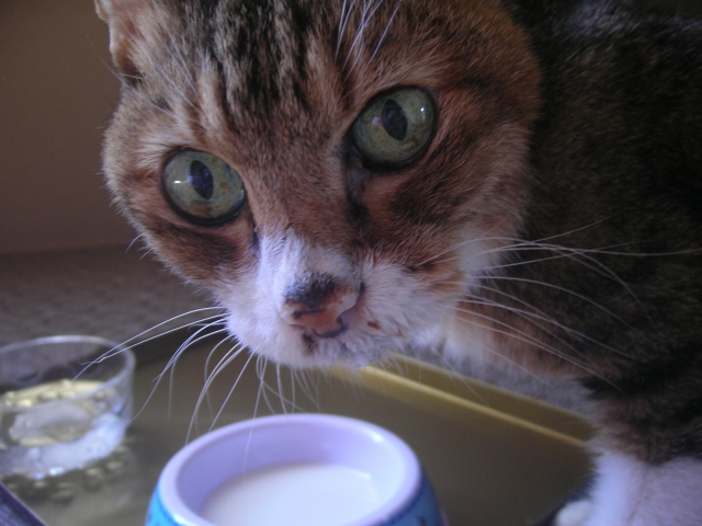 猫に牛乳がダメな理由と与える時の注意点！