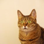 猫のキジトラの特徴・性格・寿命!飼う際の注意点は?