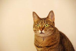 猫のキジトラの特徴・性格・寿命！飼う際の注意点は？