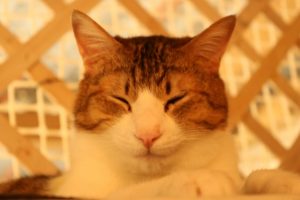 猫の駆除方法と保健所について