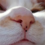 猫が臭い時の原因と対策！考えられる病気とは？