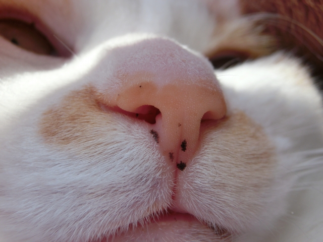 猫が臭い時の原因と対策！考えられる病気とは？