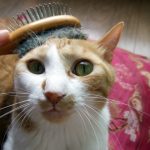 猫のフケの原因と5つの対策、予防法について