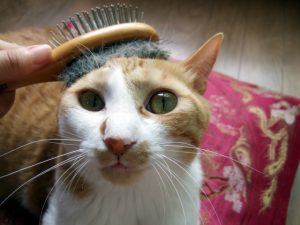 猫のフケの原因と5つの対策、予防法について