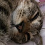 猫のいびきの種類と疑われる病気について
