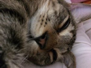 猫のいびきの種類と疑われる病気について