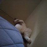 猫がなつかない理由は?猫の習性と性格を理解しよう