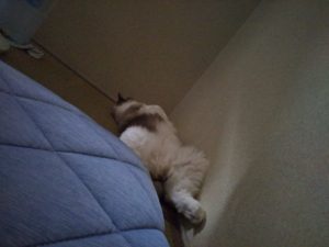 猫がなつかない理由は？猫の習性と性格を理解しよう