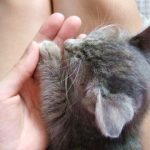 猫の耳ダニの症状・原因・治療法と予防法!感染はするの?