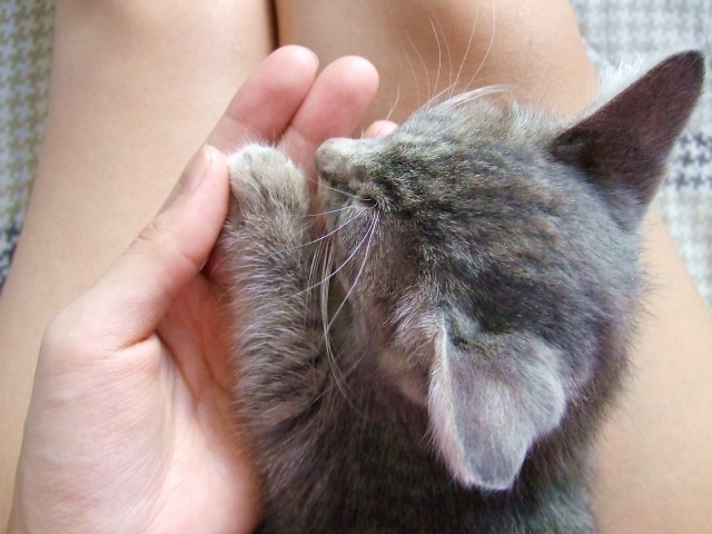 猫の耳ダニの症状・原因・治療法と予防法！感染はするの？