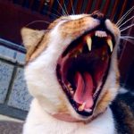 猫の口臭の原因と対策・予防法について