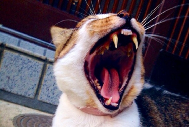 猫の口臭の原因と対策・予防法について