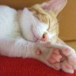 猫の睡眠時間はどの位?寝すぎでも大丈夫なの?