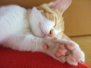 猫の睡眠時間はどの位?寝すぎでも大丈夫なの?