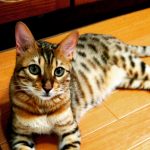 猫のベンガルの大きさ・性格や注意点!かかりやすい病気とは?