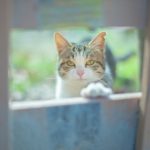 猫と引っ越しする際の８つの注意点